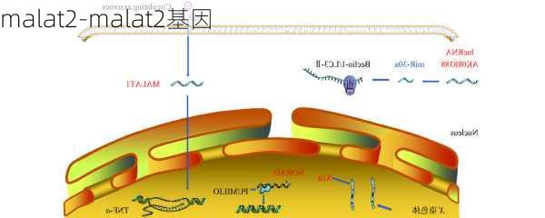 malat2-malat2基因